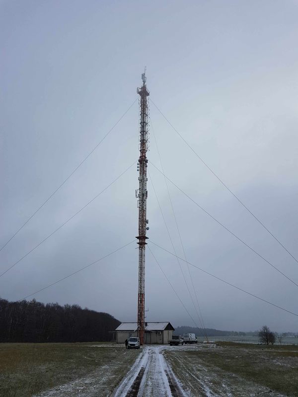 A curious panda exploring its surroundings